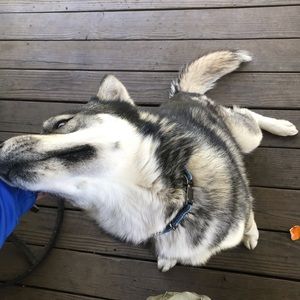 Meet your Posher, Abraham